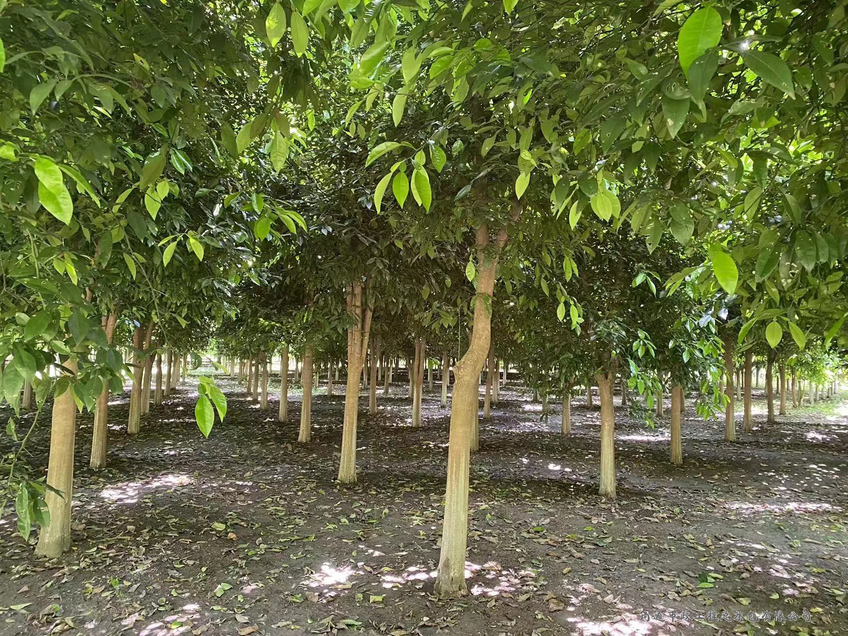 香櫞樹(shù)（直徑約8至12厘米，約3000棵）